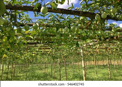 Passion Fruit On The Vine