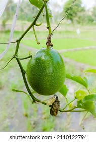 Passion Fruit That Is Still Hanging On A Branch And Is Not Ready To Profit Is Taken Because It Is Not Ripe. 