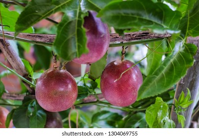 Passion Fruit Tree