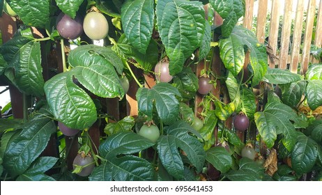 Passion Fruit Tree