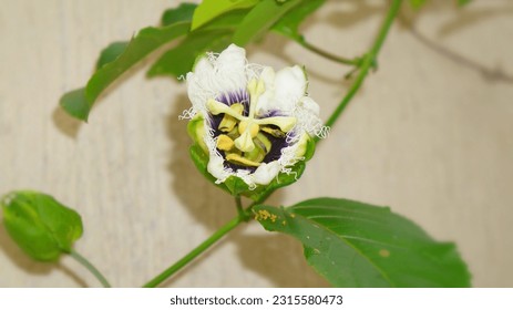 Passion fruit is tropical and amazing flower and delicious fruit Its with optco zoom focused on the flower