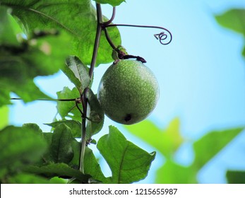 Passion Fruit, Jamaica Honey-suckle Or Yellow Granadilla Hang On Tree. Green Unripe Passionfruit On The Vine In The Garden.