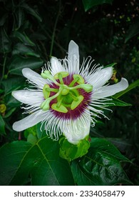Passionflower beautiful beautifulflower whiteflower whiteflower