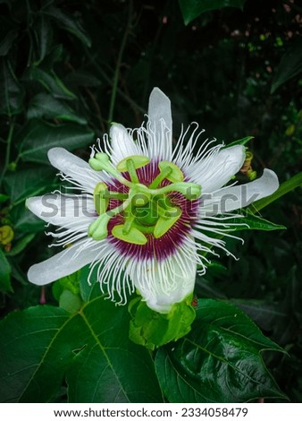 Passionflower beautiful beautifulflower whiteflower whiteflower