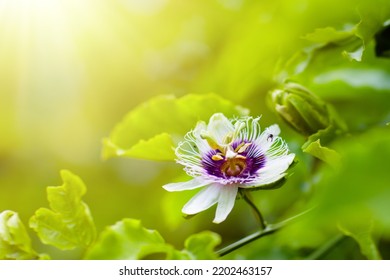 Passionfruit Flower. Passion Fruit Blossom. Tropical Plants. Fruit Tree. Blooming Passiflora.