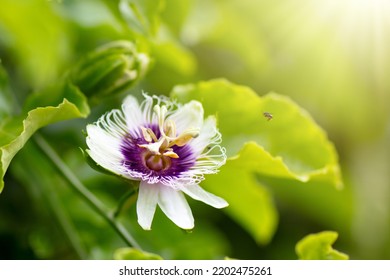 Passionfruit Flower. Passion Fruit Blossom. Tropical Plants. Fruit Tree. Blooming Passiflora.