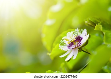 Passionfruit Flower. Passion Fruit Blossom. Tropical Plants. Fruit Tree. Blooming Passiflora.