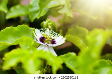 Passionfruit Flower. Passion Fruit Blossom. Tropical Plants. Fruit Tree. Blooming Passiflora.