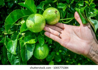 Passionfruit On A Passionfruit Tree Held By A Gentle Male Hand