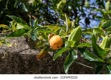 Passionfruit Or Passiflora Edulis, Common Passionfruit, Jambhool Fruit, Passion Fruit Passion Flowers Or Passion Vines, Blue Passionflower Or Bluecrown Passionflower.