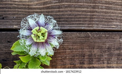 Passionfruit Vine And Flower Against Wooden Plank Wall