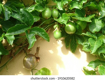 Passionfruit Vine On Yellow Wall