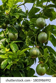 Passionfruit Vine With Several Unripe Fruits. The Vine Is Entwined In The Branches Of A Large Tree. Blue Skies In The Background.