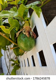 Passionfruit Vine With Unripe Fruit And White Trellis