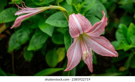 pastel Amaryllis flower (Hippeastrum) lilies plant genus