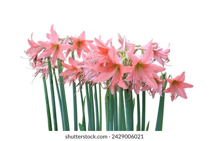 pastel Amaryllis flower (Hippeastrum) lilies plant genus on a white background isolated.