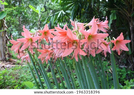 pastel Amaryllis flower (Hippeastrum) lilies plant genus.