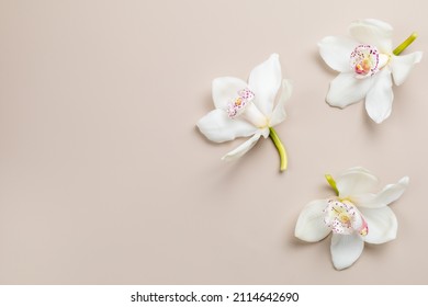Pastel background with white orchid flowers, copy space. Minimalistic background for holidays, cosmetic products.