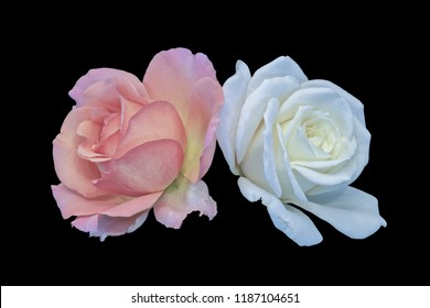 Pastel color fine art still life bright floral macro of a pair of isolated orange pink white open rose blossoms, black background,detailed texture,vintage painting style,symbolic together joint love 