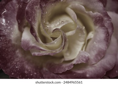 Pastel color rose close up: fantastic macro photography of the centre of a pink and yellow rose, in low saturation. Wonderful texture and pattern, with a spiral of curly petals with tiny rain drops. - Powered by Shutterstock