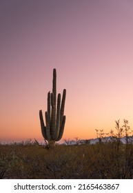 Pastel Colored Sunrise With Saguaro Cactus In Tucson Arizona, USA