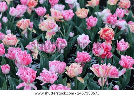 Pastel coloured tulips in a spring garden