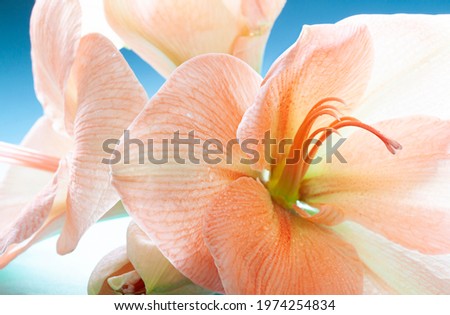 Similar – Image, Stock Photo Amaryllis flower close-up with pistil