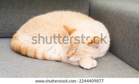 Pastel orange mixed breed cat sleeping on grey sofa. Winter Christmas holidays, pets care and hygge concept. Atmospheric moments lifestyle.