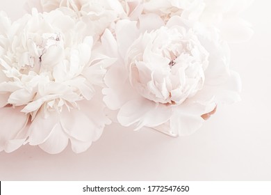 Pastel Peony Flowers In Bloom As Floral Art Background, Wedding Decor And Luxury Branding Design