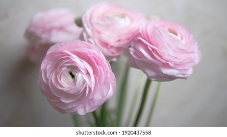 Pastel pink buttercup bouquet close up