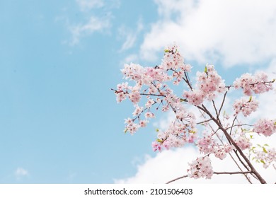 Pastel pink cherry blossoms (sakura) blooming in spring in bright sunny day with blue sky - Powered by Shutterstock