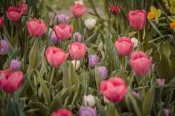 Pastellrosa, Violette Und Weiße Tulpen Blühen Im Botanischen Garten Von Saint Louis, Missouri, Im Frühling.