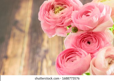 Pastel pink ranunculus or buttercups on the wooden background isolated closeup. Nice bouquet of spring flowers as a present for Mom's day, Women day, Valentine's day or Easter. 