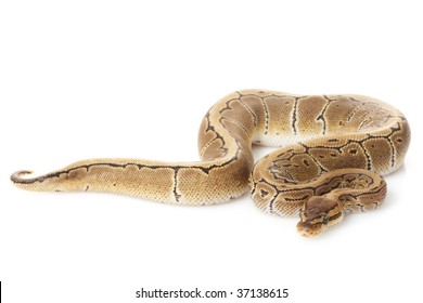 Pinstripe Ball Python Images Stock Photos Vectors Shutterstock