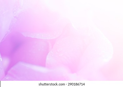 Pastel rose in soft and blur style with fill color filter use for background - Shutterstock ID 290186714