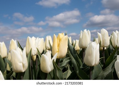 A Pastel Yellow Tulip In A White Tulip Field