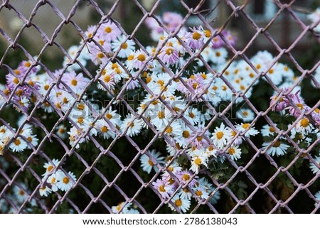 Pastel-colored daisies bloom behind a rusty wire fence. Flowers are making their way through the metal lattice