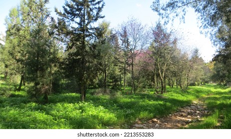 A Pastoral Image Of A Forest With Green Trees, A Path And Green Vegetation, Desktop Background, Screen Saver