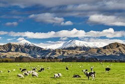 Pastoral Landscape With Grazing Cows And Snowy Mountains In New Zealand