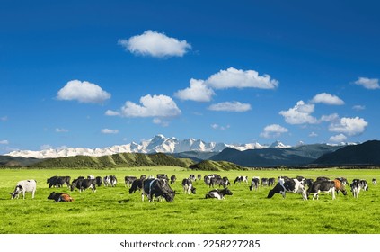 Pastoral landscape with grazing cows and snowy mountains - Powered by Shutterstock