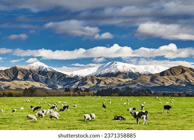 Pastoral landscape with grazing cows and snowy mountains in New Zealand