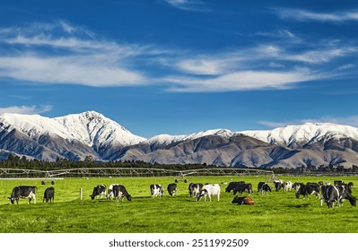 Pastoral landscape with grazing cows and snowy mountains in New Zealand - Powered by Shutterstock