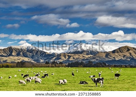Pastoral landscape with grazing cows and snowy mountains in New Zealand