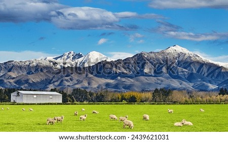 Pastoral landscape with grazing sheep and snowy mountains in New Zealand