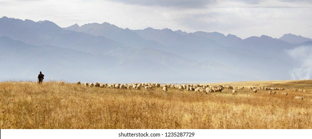 Pastoral landscape with lonely shepherd with his flock of sheep grazing the meadows at the foot of Fagaras Mountains