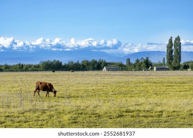 Pastoral scene with a cow grazing in a large, open field. In the background, there are several small buildings and a line of trees. - Powered by Shutterstock