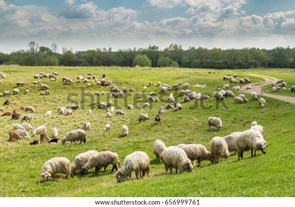 Pastoral Scenery Herd Sheep Goats Along Stock Photo (Edit Now) 656999761