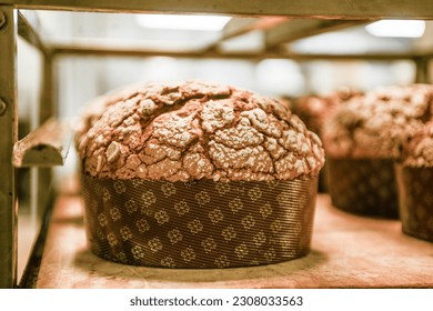 pastry baker artisan baking small group of italian panettone sweet bread typical for christmas time, traditional recipe from milano, Italy. - Powered by Shutterstock