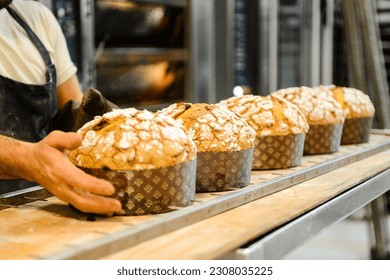 pastry baker artisan baking small group of italian panettone sweet bread typical for christmas time, traditional recipe from milano, Italy. - Powered by Shutterstock