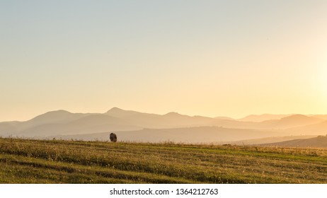 Pasture Cow at Mountain Field with Mountain Range Background at Sunset - Shutterstock ID 1364212763
